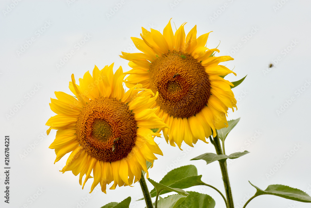 Fototapeta premium Two sunflowers on a field.