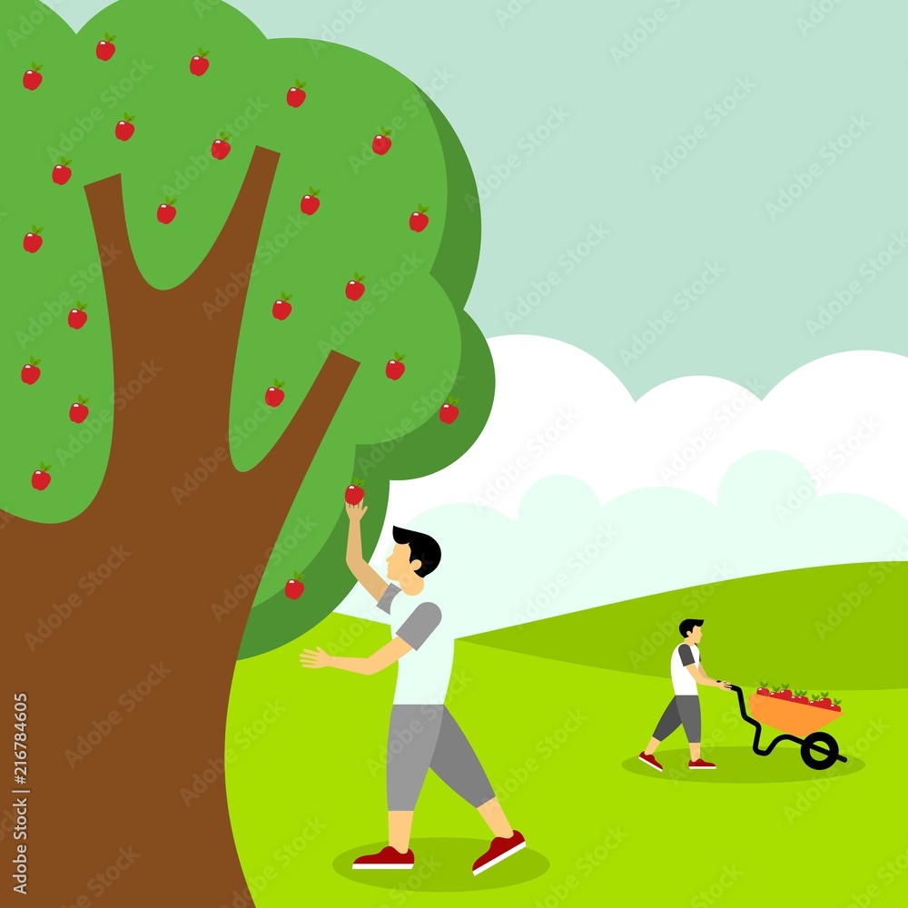 Picking apple fruit illustration Picking apple fruit illustration