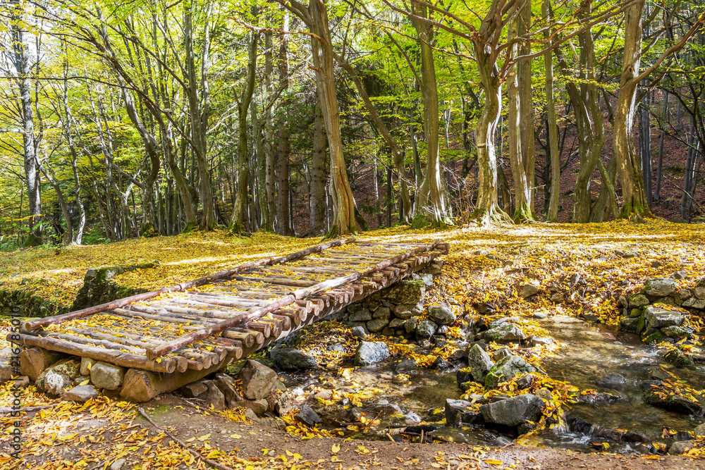 Fototapeta premium A beam bridge over Stara reka or Vitoshka Bistritsa river in the dappled shade of the autumn Vitosha Mountain forest, Bulgaria
