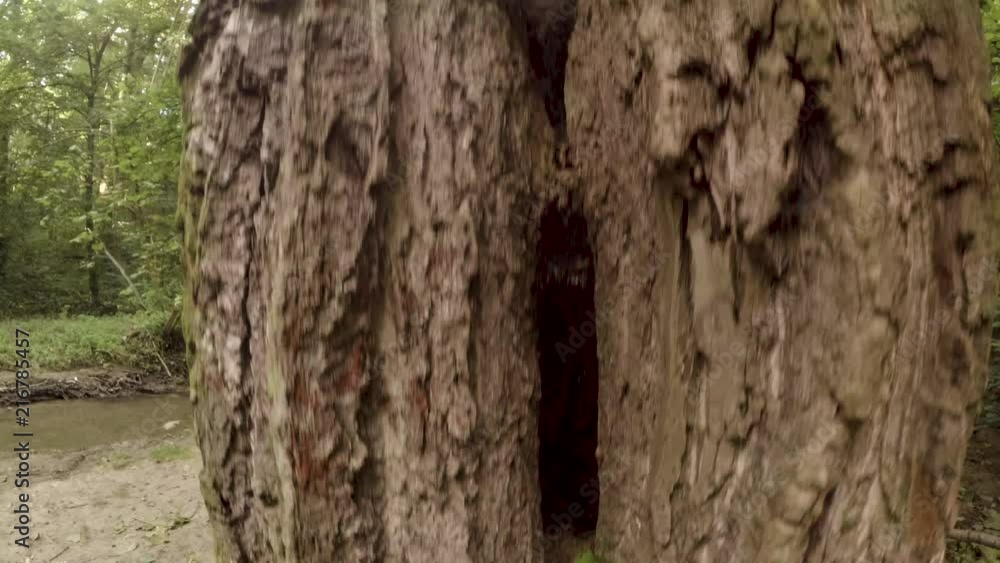 Close up hole in a tree Close up hole in a tree