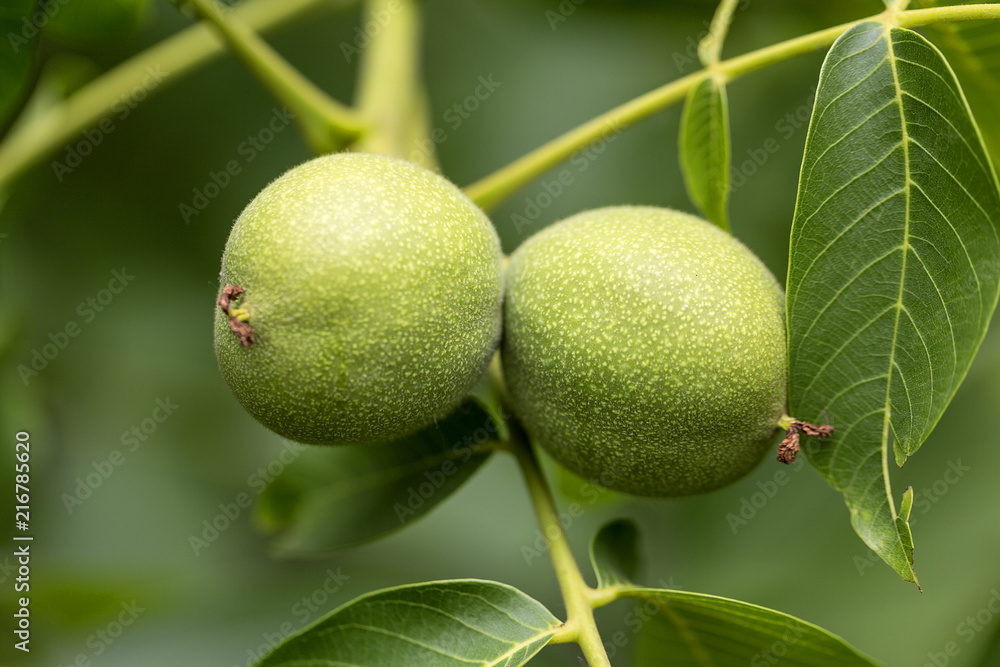 Fresh walnut fruits in green shells ripening on the tree. Fresh walnut fruits in green shells ripening on the tree.