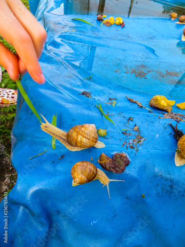 Many grape snails on a piece of blue awning in the garden photo