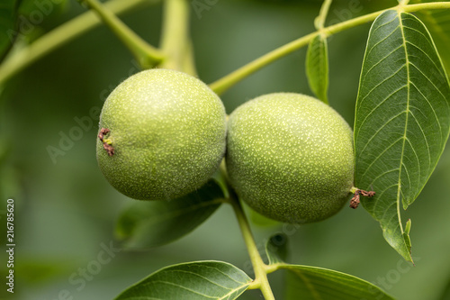 Fresh walnut fruits in green shells ripening on the tree.