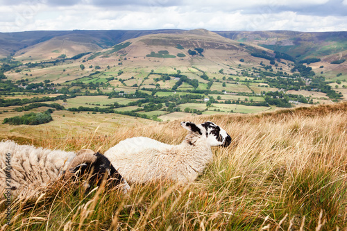 Peak District National Park in Derbyshire, England. sheep in Mam Tor with the view of the fields and pastures, selective focus