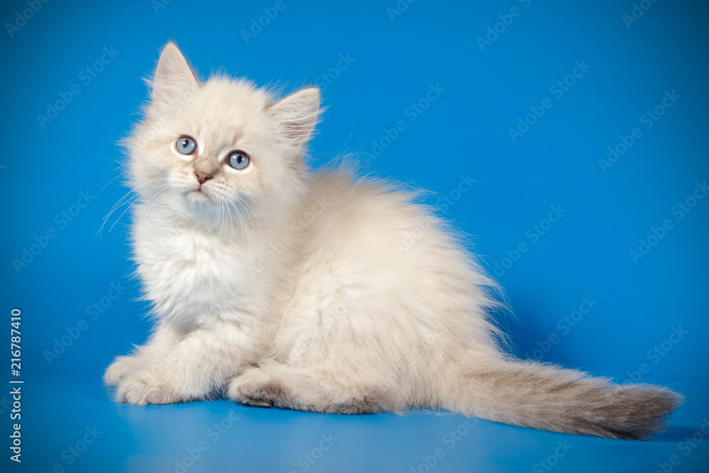 Fototapeta premium neva masquerade cat