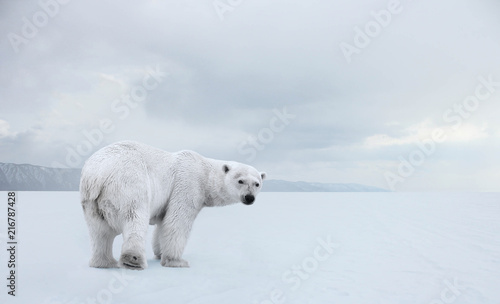 Polar bear on a walk