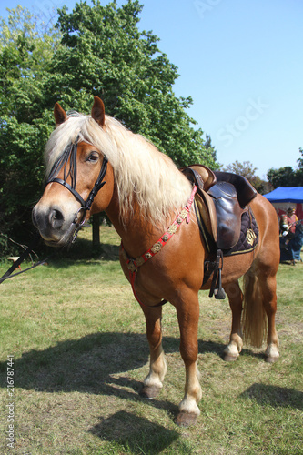 Haflinger horse with saddle and brindle
