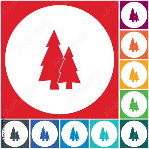Fir Trees forest