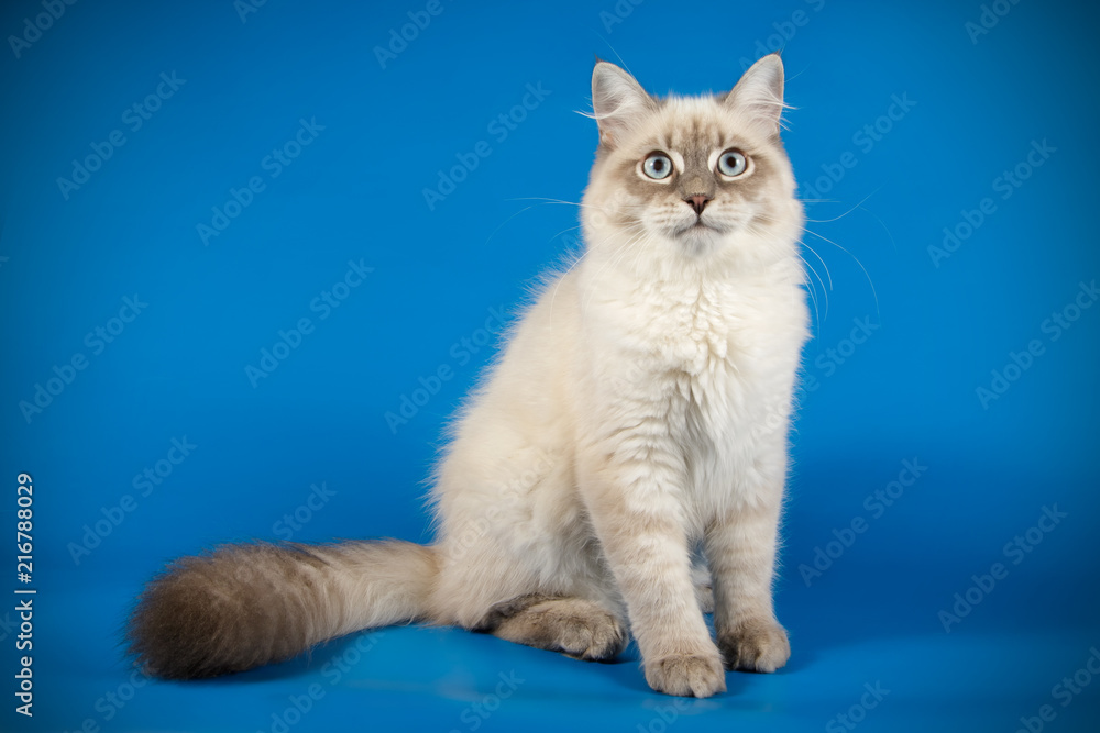 Obraz premium neva masquerade cat