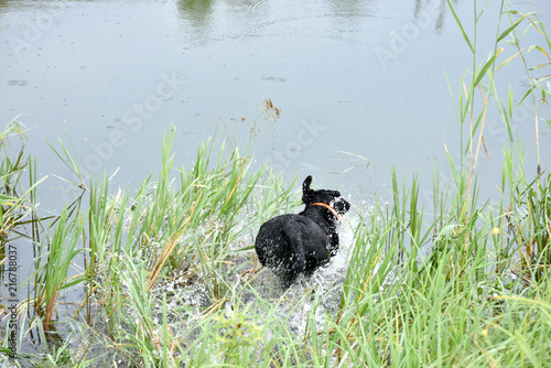 Labrador jump in the water photo