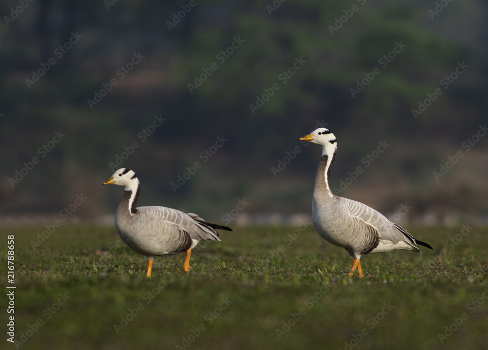 Obraz premium Bar headed goose