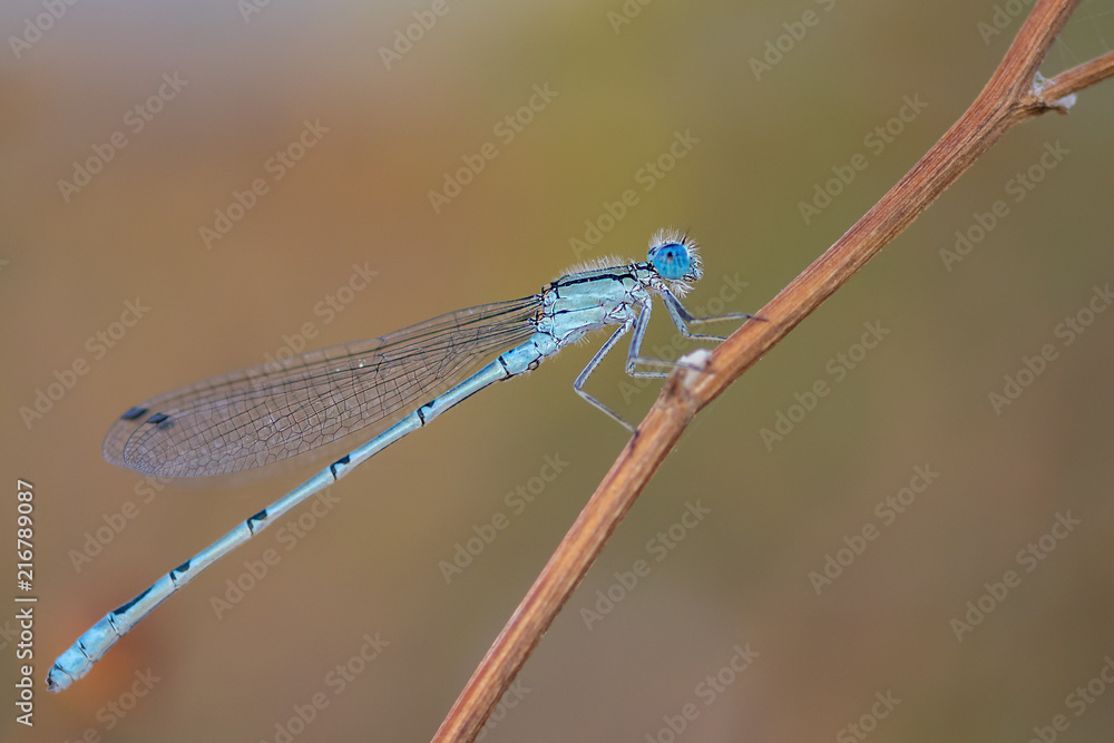 Blue Dragonfly Blue Dragonfly