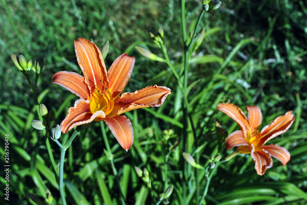 Obraz premium Hemerocallis fulva, the orange, tawny, tiger or fulvous daylily, ditch lily (also railroad, roadside, outhouse lily, and washhouse lily) blooming couple flowers with buds, top view, leaves background