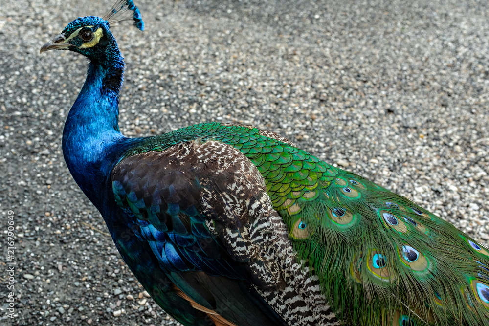 Obraz premium Pfau, 2018