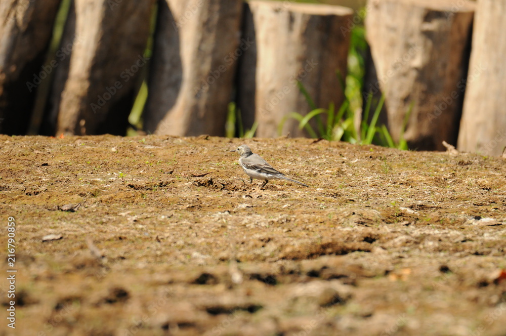 Fototapeta premium Ausgetrocknetes Flußbett im Hochsommer