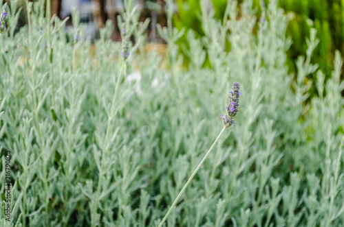 Lavender flowers plants 