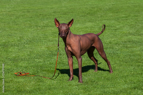 Breed dog on a lawn.