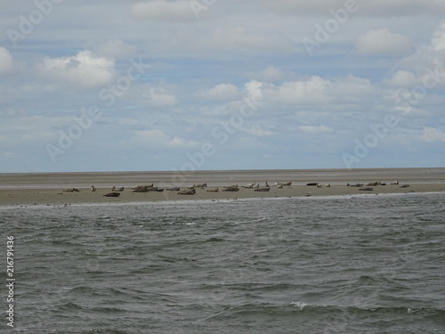 Seehundbank in der Nordsee photo