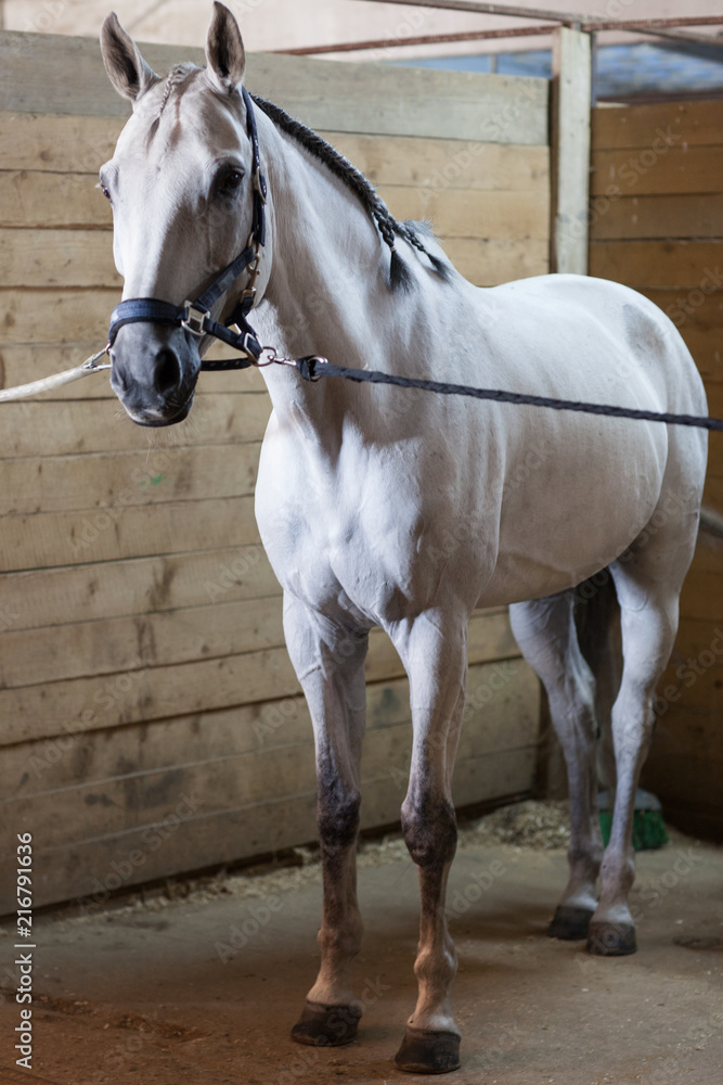 Beautiful white horse in the stable. Animals. Equestrian sport Beautiful white horse in the stable. Animals. Equestrian sport