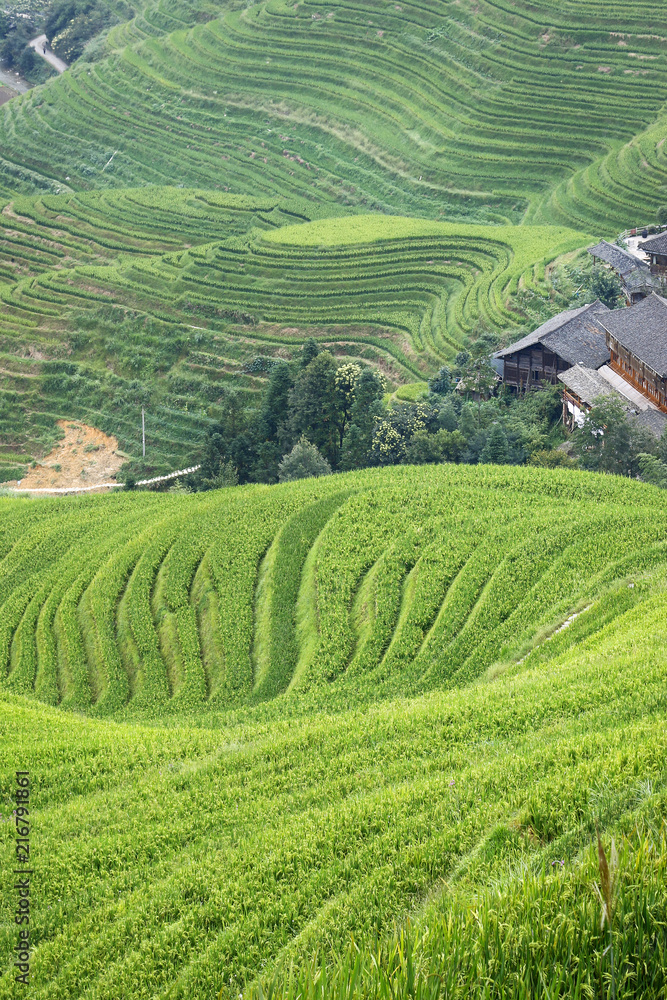 Rice filed terrace in the countryside of Dazhai ,Shanxi province ,China
