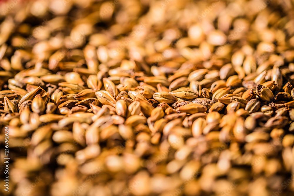 Obraz premium Beer Barley Malted Grains Macro Texture