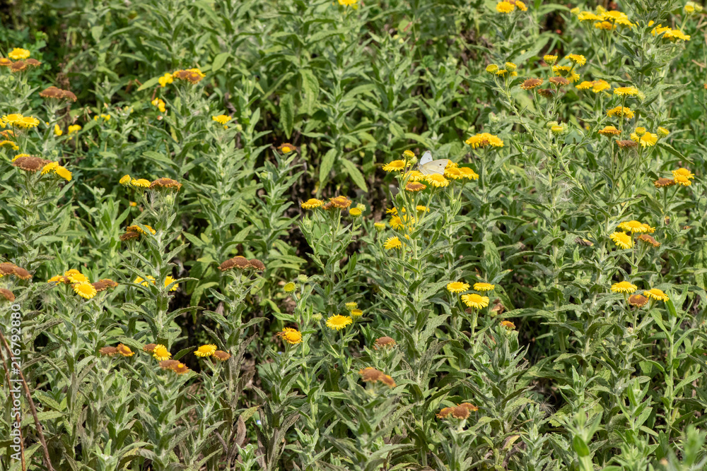 Butterfly in wildflower UK field Butterfly in wildflower UK field
