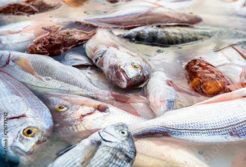 Close-up of raw rockfish