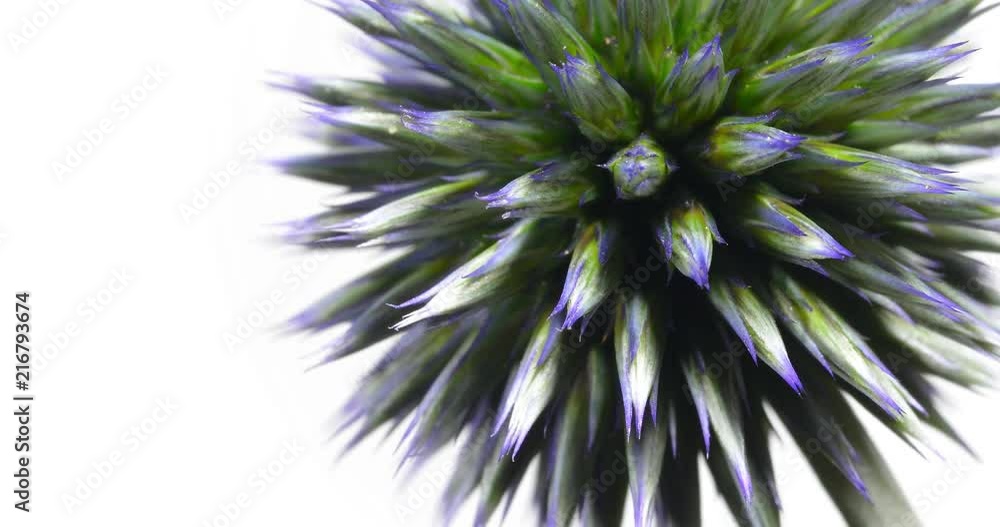 small globe thistle turning on a white background. A wonderful wild