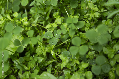 Wallpaper Mural Green clover leaf field with dew drops on blur background. Torontodigital.ca
