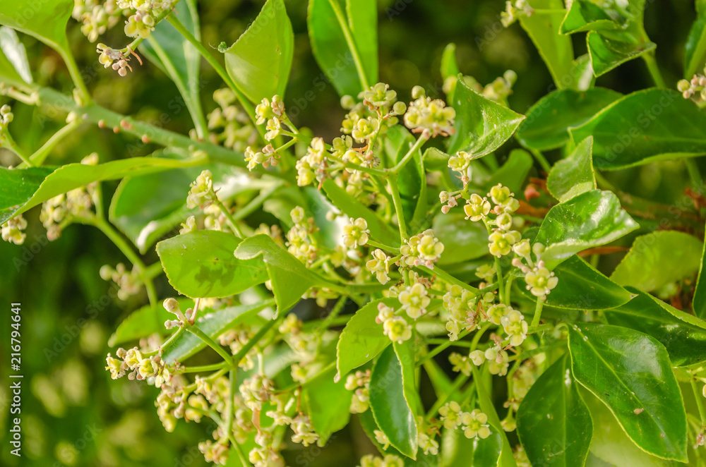 Yellow flowers olives Yellow flowers olives