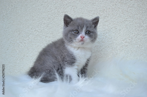 britisch Kurzhaar Katze in blau-weiss, 6 Wochen, 'Kleopatra vom Rosenschlössl'