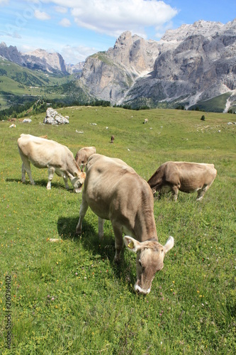 Bergpanorama in den Alpen mit Kühen auf grüner Wiesen vor blauem Himmel und weißen Wolken
