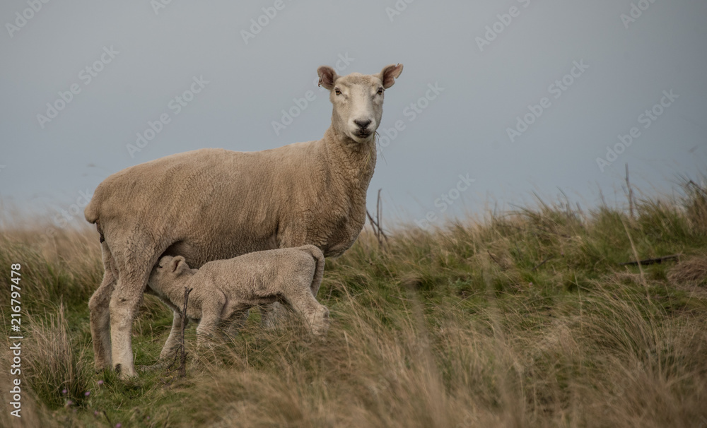 Obraz premium New Zealand Sheep