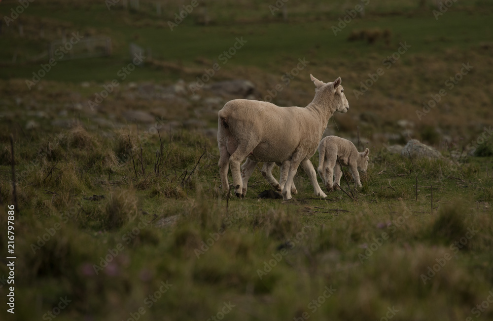 New Zealand Sheep New Zealand Sheep