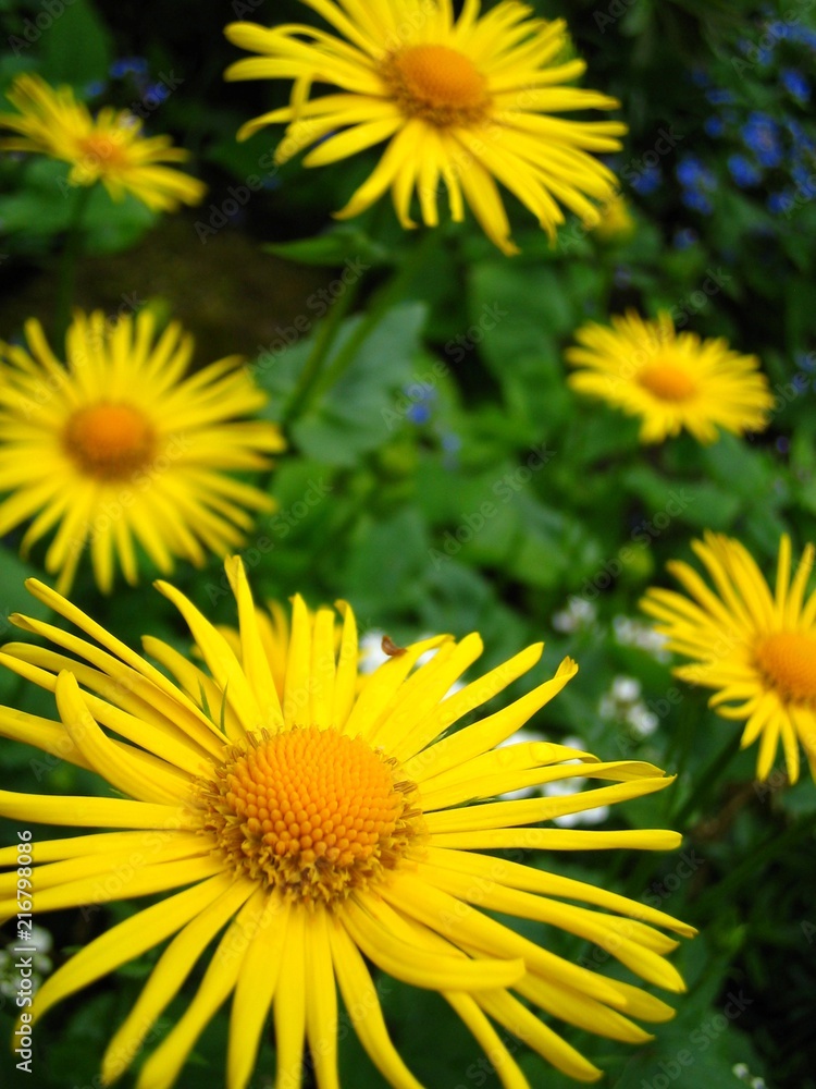 Gelbe Blüten vor grünem Hintergrund Gelbe Blüten vor grünem Hintergrund