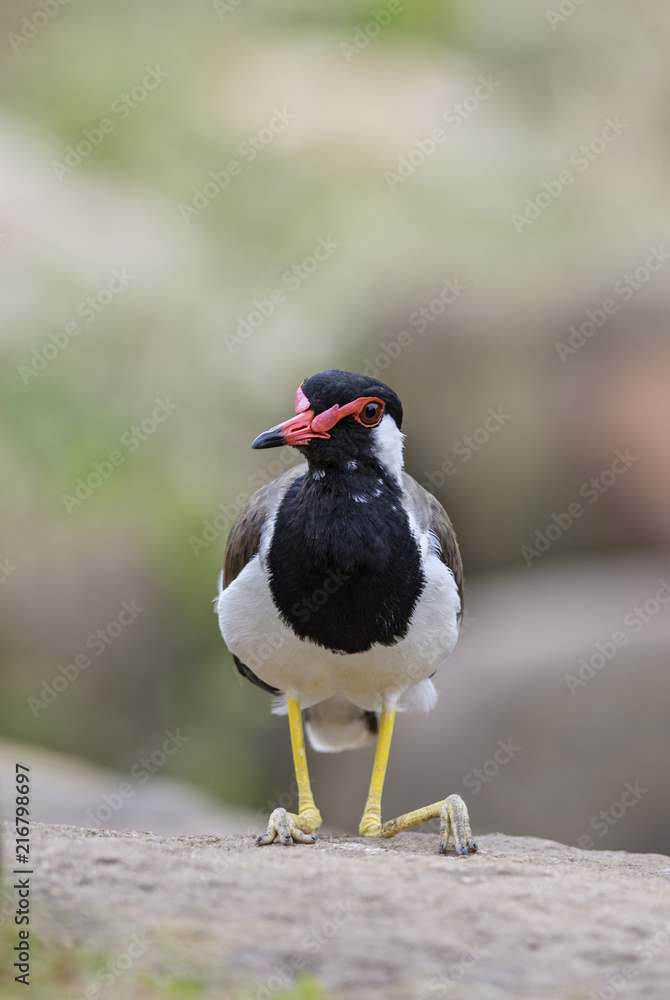 Obraz premium Red-wattled Lapwing - Vanellus indicus, large colored plover from Asian swamps and fresh waters.