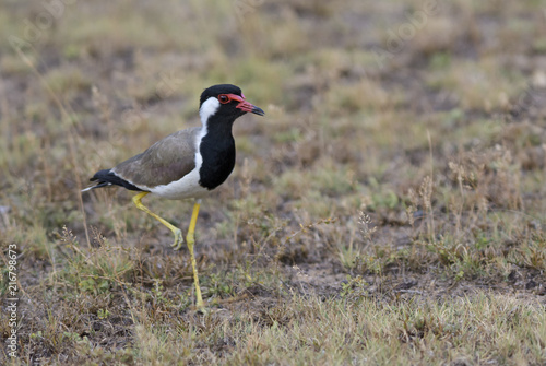Red-wattled Lapwing - Vanellus indicus, large colored plover from Asian swamps and fresh waters.