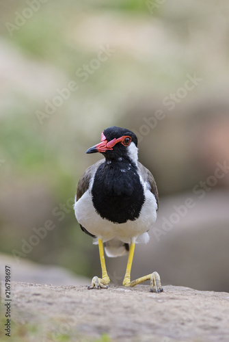 Red-wattled Lapwing - Vanellus indicus  large colored plover from Asian swamps and fresh waters.