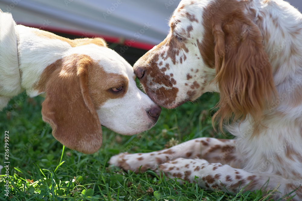Beagle and English setter sniff each other
