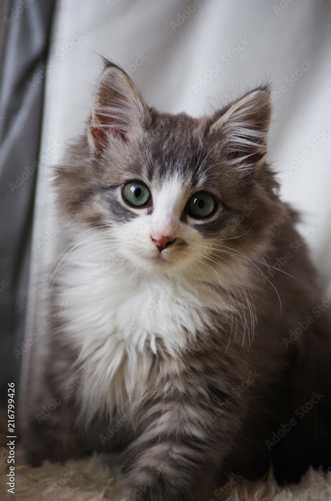chaton typé norvégien - skogkatt chaton typé norvégien - skogkatt