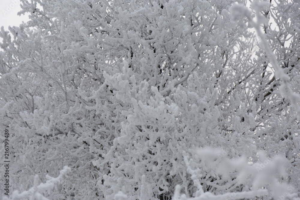 Fototapeta premium Snowcowered branches. Winter blur background. Frost trees.