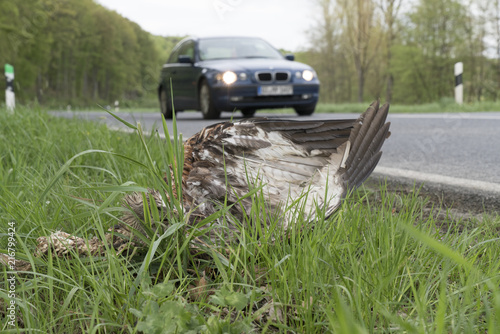 Rotmilan (Milvus milvus) als Straßenopfer