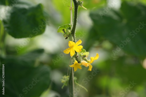 Cucumber flowers in the greenhouse