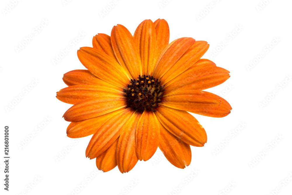 beautiful orange osteospermum or african daisy flower isolated on white beautiful orange osteospermum or african daisy flower isolated on white