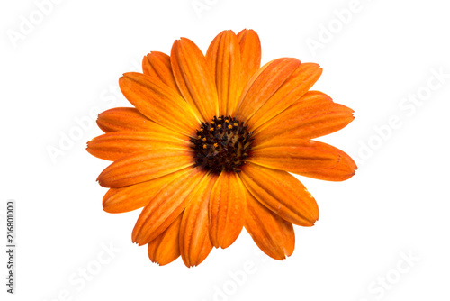 beautiful orange osteospermum or african daisy flower isolated on white