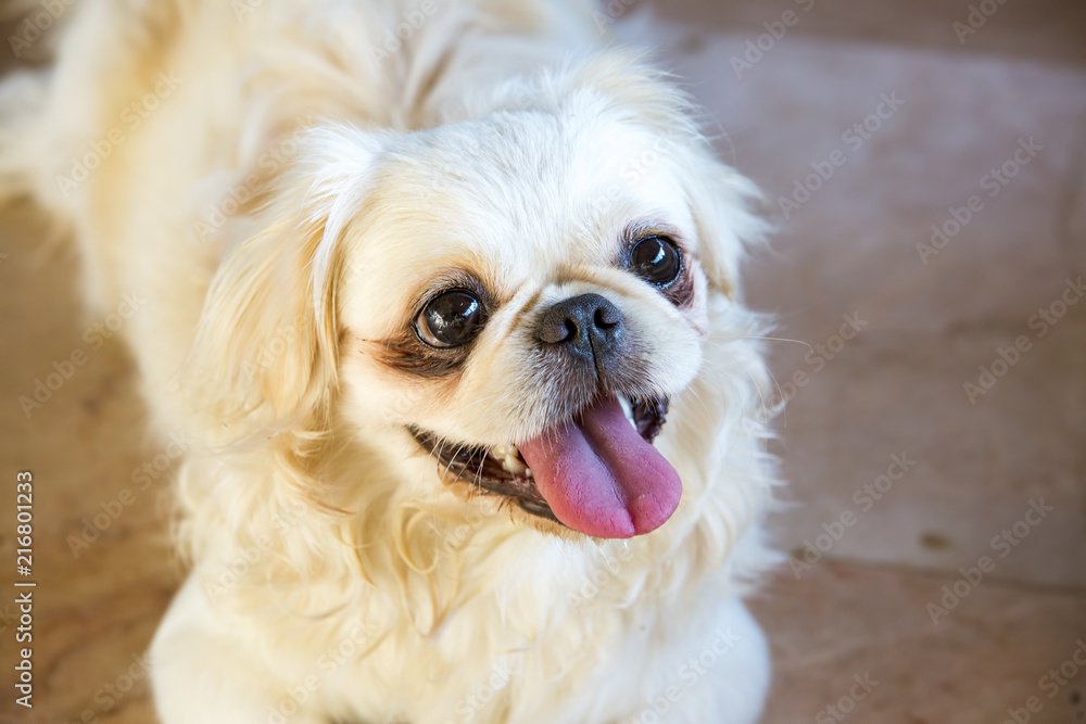 Cute dog Cute dog