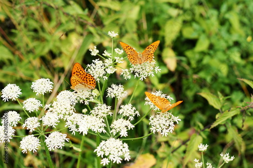 Schmetterlinge auf einer Blumenwise