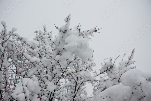 Beautiful winter landscape scene with scene with snow covered trees.