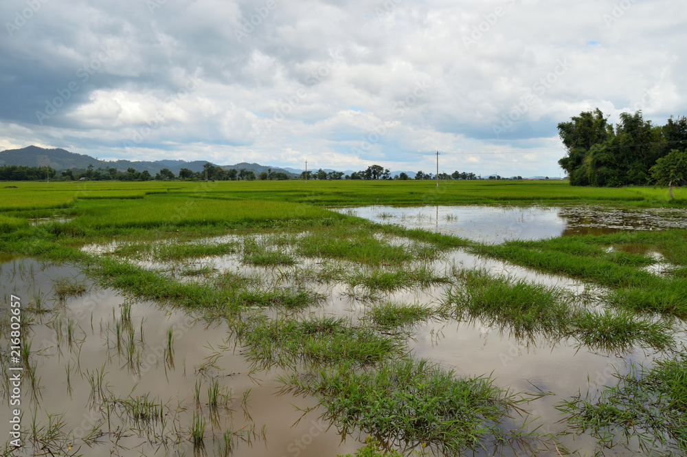 rice fields in Vietnam, against the background of mountains and cloudy skies, on the border with Cambodia