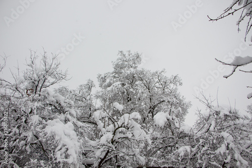 Beautiful winter landscape scene with scene with snow covered trees.